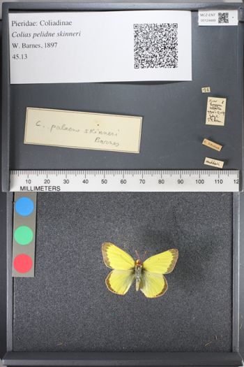 Media type: image;   Entomology 124449